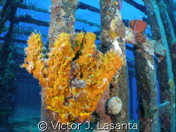 yellow tube sponge{aplysina fistularis} in willaurie wrec... by Victor J. Lasanta 